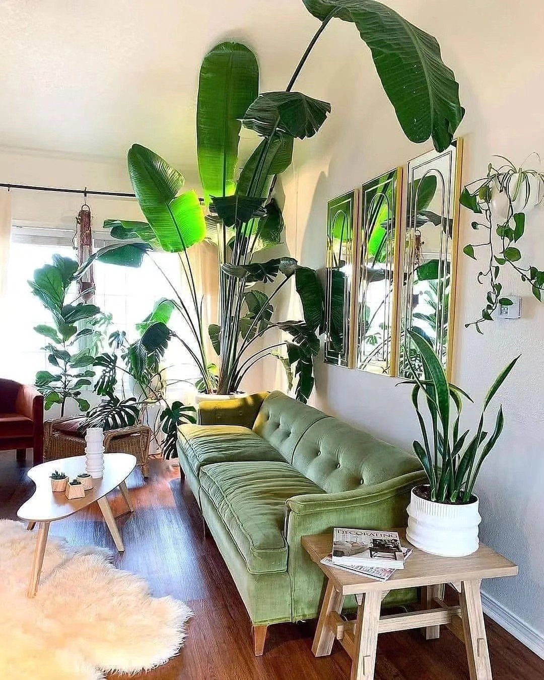 9 Green Couch Living Room Ideas for a Fresh Look 6 Green velvet sofa surrounded by large tropical potted plants in a bright living room.