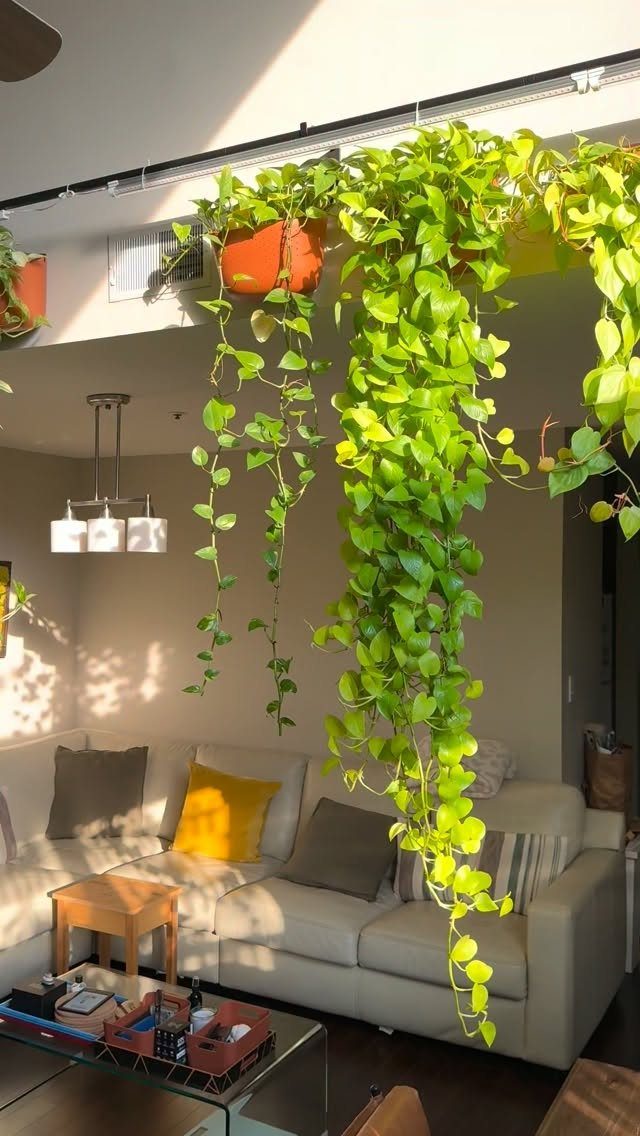 Trailing green plant in an orange pot hanging above a white living room sofa.